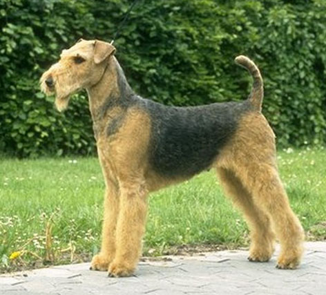 LAKELAND TERRIER